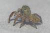Carrhotus xanthogramma
